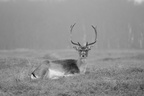 Dama dama, Fallow deer on foggy morning