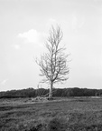 Dead tree in field