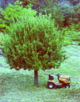 Lawnmower under apple tree