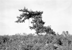 Tree on hillside (fleeing bat on the left)
