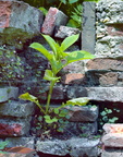 Plant on old wall