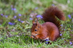 Red squirrel (Sciurus vulgaris) in spring