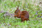 Red squirrel (Sciurus vulgaris) in spring