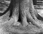 Majestic oak
