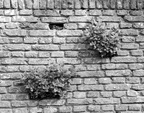 Weeds on the wall