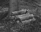 Cut logs on the forest floor