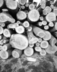 Cut logs