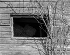 Window of a derelict shed