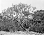 Majestic tree in the dunes