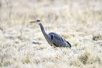 Great blue heron hunting in a frosty winter field
