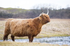 Scottish highland cow