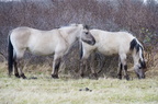 Konik horses in winter