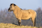Polski Związek Hodowców - Konik - Polish primitive horse