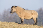 Polski Związek Hodowców - Konik - Polish primitive horse