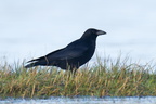 Corvus corone - Carrion crow