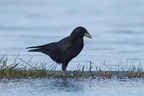 Corvus corone - Carrion crow