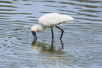 royal spoonbill also known as the black-billed spoonbill