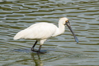 royal spoonbill also known as the black-billed spoonbill