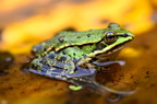 Edible frog in Fall