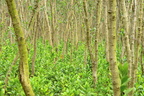 Mangroves in Mai Po