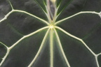 Anthurium crystallinum