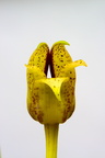 Bulbophyllum gerlandianum