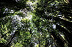 Canopy - 2011-10-25 at 02-46-51