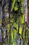 Lychen on tree bark - 2011-10-19 at 08-39-29