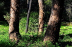 Tree trunks - 2011-10-18 at 08-23-11
