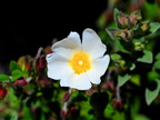 Flower 12 - 2011-10-18 at 02-40-31