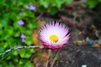Flower 9 - 2011-10-18 at 02-22-22