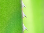 Aschscholzia californica