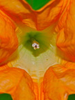 Brugmansia (Orange)