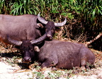 Buffalo on Cheung Sha beach