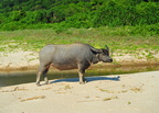 Buffalo on Cheung Sha upper beach