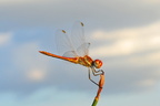 Unidentified dragonfly at dusk