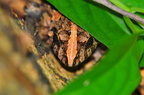 Rana nigromaculata
