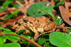 Unidentified frog