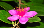 Flower on Lantau Island