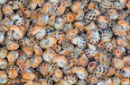 Shells on a market