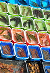 Fish market in Sai Kun