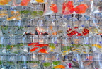 Goldfish market in Mong Kok