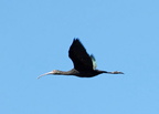 Plegadis falcinellus (Zwarte ibis)