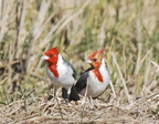 Paroaria coronata (Red crested cardinal) 1