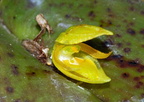 Pleurothalis cf. omoglossa 1