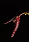 Pleurothalis tuerckhemii