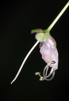 Amischotolype cf. gracilis