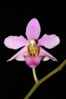Phalaenopsis esmeraldia