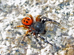 unnamed spider